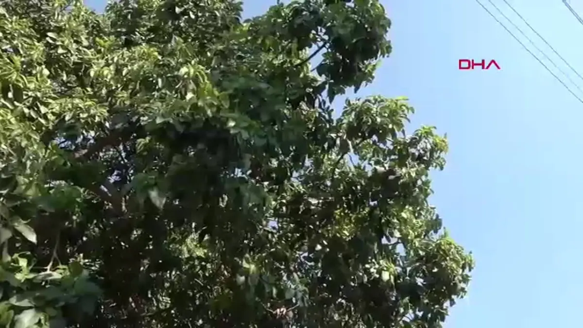 Alanya'da Avokado Fiyatları Artarken Hırsızlık Endişesi de Büyüyor