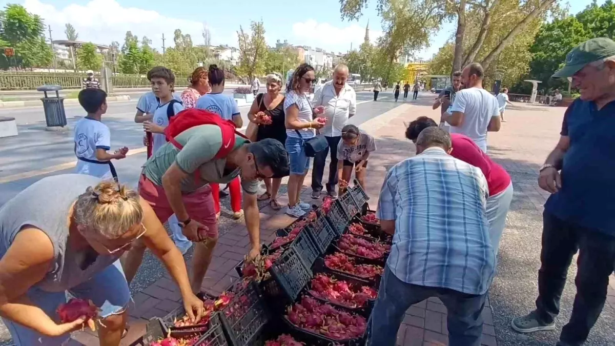 Antalya'da Ejder Meyvesi Üreticisi Fiyat Protestosu Yaptı