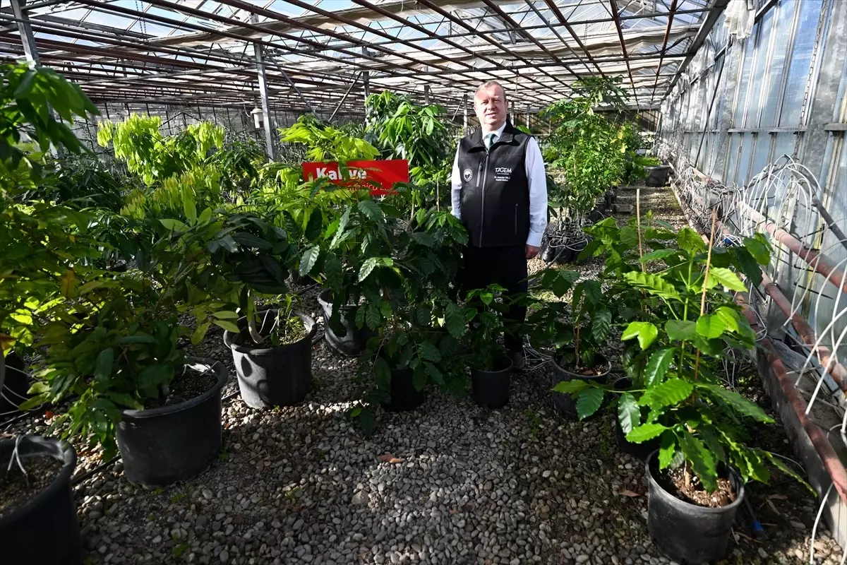 Antalya'da Kahve Yetiştiriciliği İle Dışa Bağımlılığı Azaltma Çalışmaları Başladı