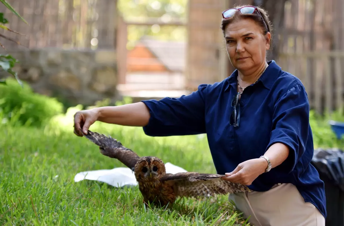 Antalya'da Yaralı Alaca Baykuşun Tedavisi Devam Ediyor