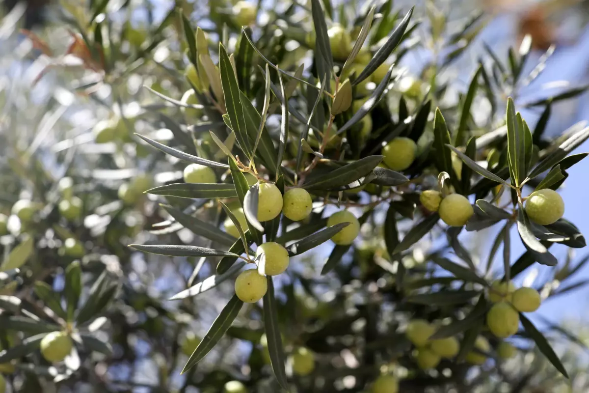 Antalya'da Zeytin Hasadı Yüzde 55 Artış Bekleniyor