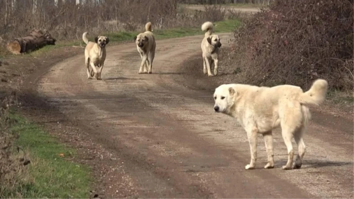 Başıboş köpeklere yönelik düzenlemede 