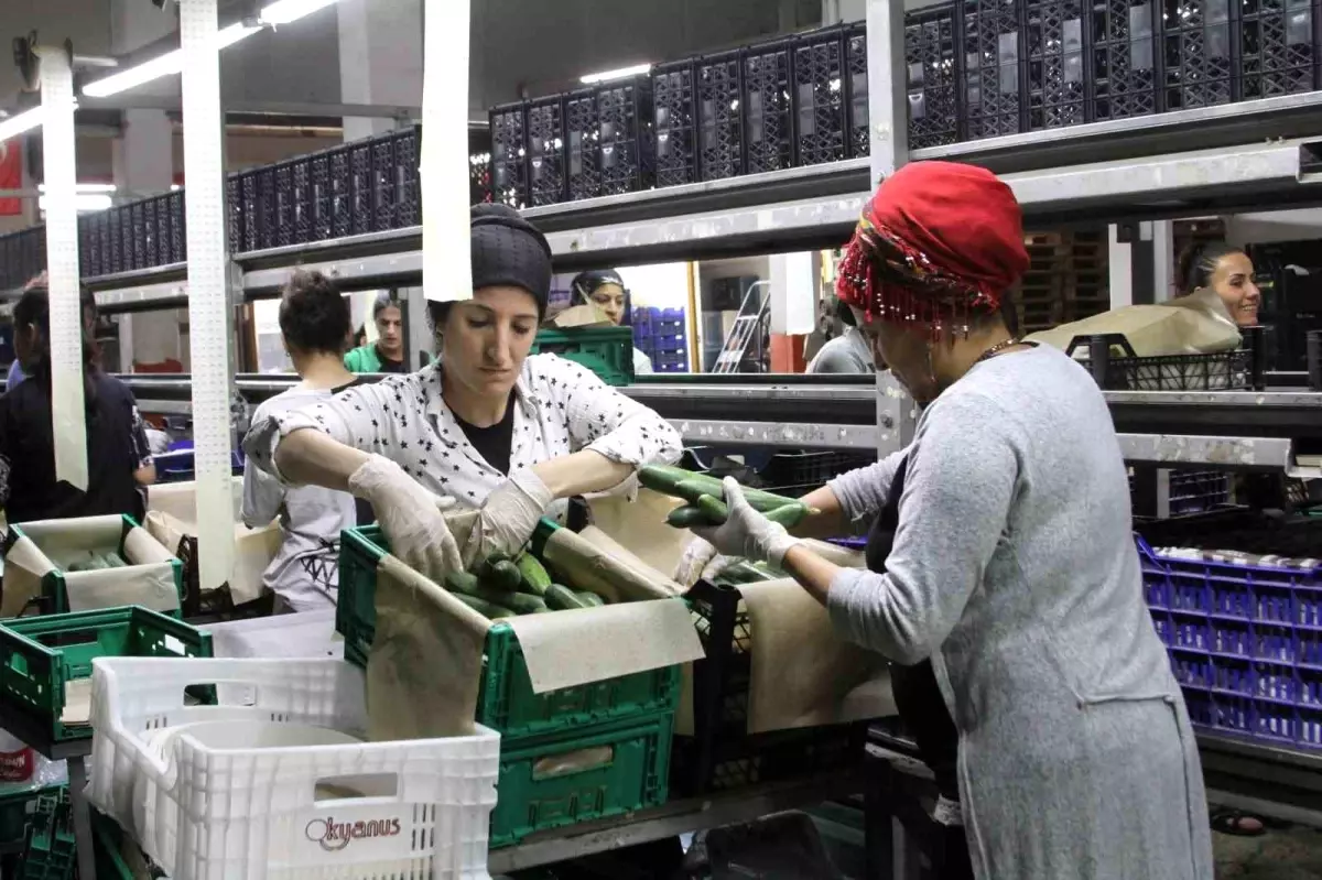 Batı Akdeniz İhracatında Artış: 2024'te 1.76 Milyar Dolar