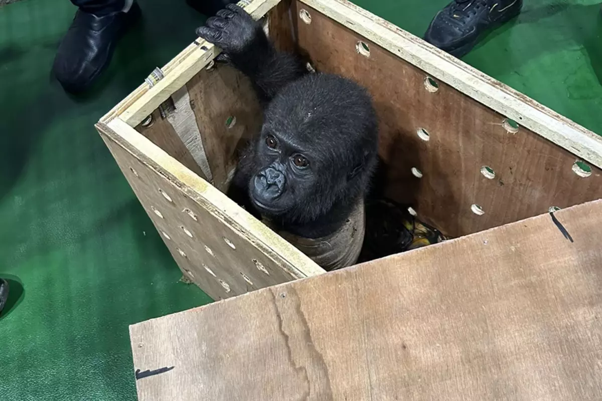 İstanbul Havalimanı'nda yakalanan goril yavrusunun akıbeti belli oldu