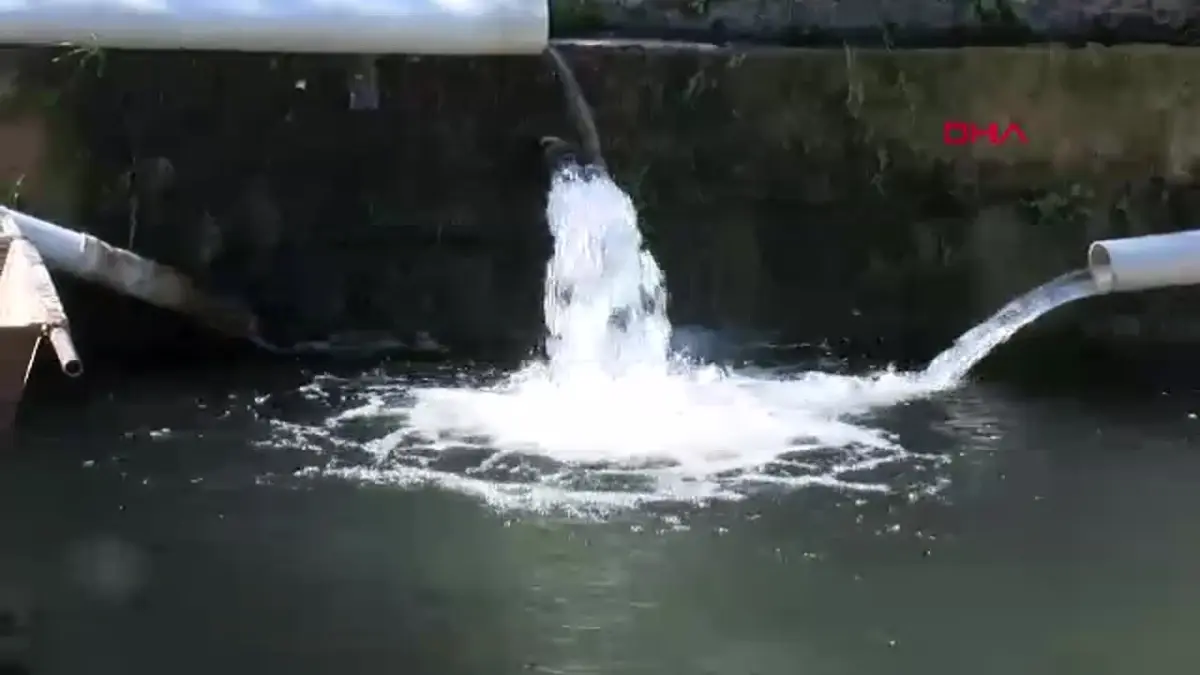 Kemer'de Alabalık Üretim Çiftliği Yılda 80 Ton Balık Üretiyor