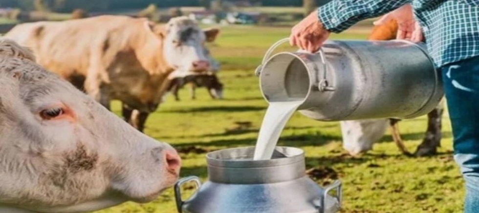 Çocuklar sütten uzak, üretici zorda!