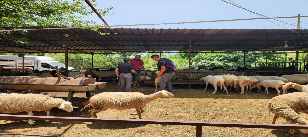 Kurban pazarları dolup taştı
