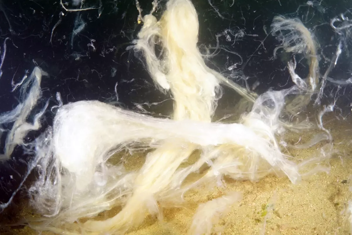 Marmara Denizi tehlikede! Bakanlık'tan 7 belediyeye uyarı