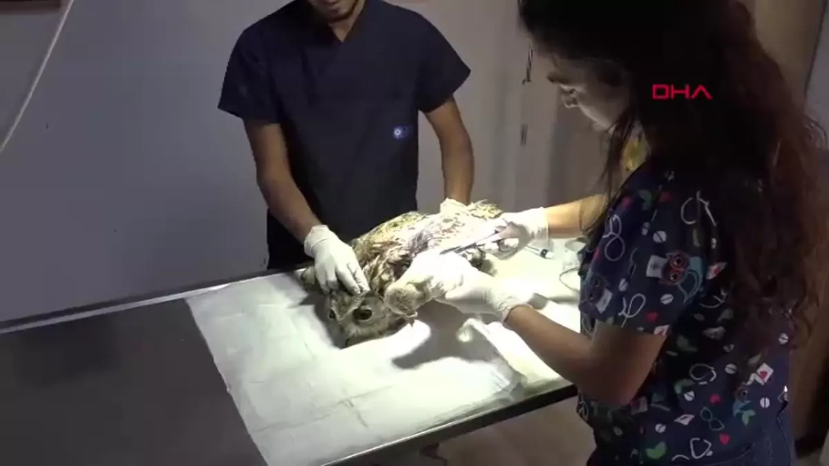Nesli Tehlikedeki Puhu Kuşu Tedavi Altına Alındı