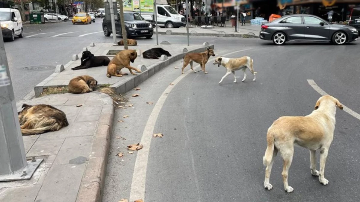 Sahipsiz köpeklere yönelik düzenlemeleri de içeren kanun yürürlüğe girdi