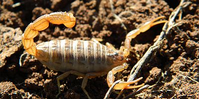 40 yıldır bilinen akrebin, yeni bir tür olduğu keşfedildi