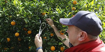 Avcı böcekler doğaya salındı 