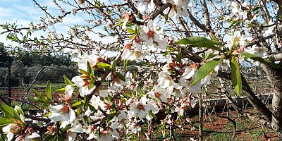 Badem ağaçları çiçek açtı