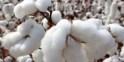 Beyaz altın değer kaybediyor