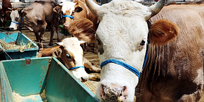 ‘BUNU KABUL EDEMEYİZ’