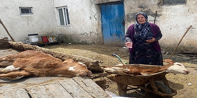 Buzağı kaybı ithalatı körüklüyor
