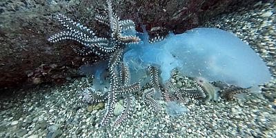 Denizanaları çıyanların avı oldu