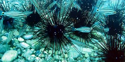 Denizkestaneleri yeniden çoğaldı