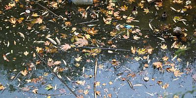 Deredeki kirlilik balıkları öldürdü