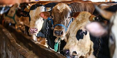 Hayvancılık azalıyor