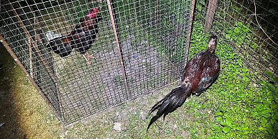 Horoz Dövüşüne Baskın