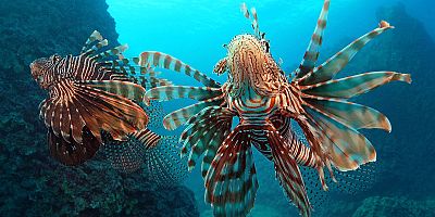 'İstilacı balıklar, Akdeniz'in yerli türü haline geldi'