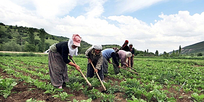 Kadınların tarımda rolü büyük
