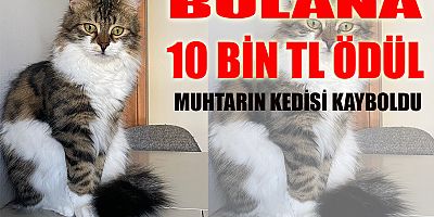 Kedisini bulanı ödüllendirecek