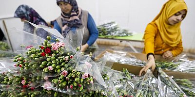 Kesme çiçek’te rekor ihracat