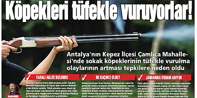 Köpekleri tüfekle vuruyorlar!