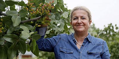 Kurak araziler Antep fıstığıyla hayata döndü