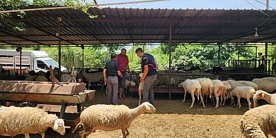 Kurban pazarları dolup taştı