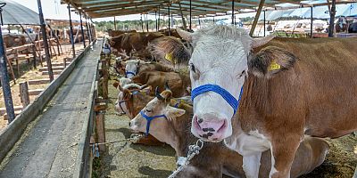 'Kurbanlık yok diyen spekülatörlere inanmayın' 