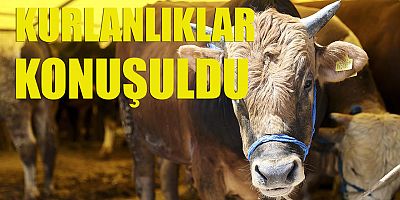 Kurbanlıklar Borsa'da konuşuldu