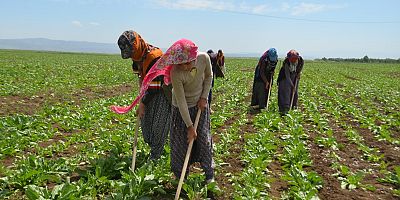 Mevsimlik işçiler kazanıyor