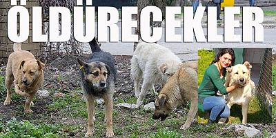 SOKAK HAYVANLARI ÖLDÜRÜLECEK!