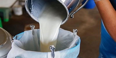 Süt üreticileri can çekişiyor