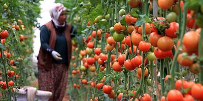 Tarım Enflasyonu Eylül’de de arttı
