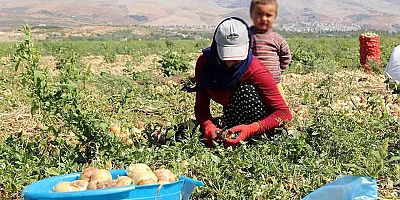 Tarımda acı tablo! İklim değişikliği üretimi tehdit ediyor