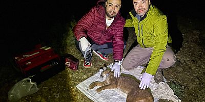 Türkiye'de ilk defa bir karakulaka uydu verici takıldı