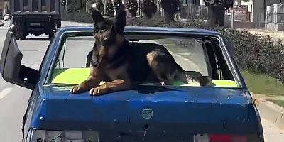 Üzerinde köpekle dolaştı