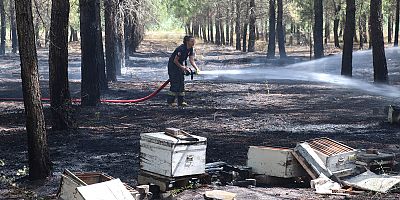 Yangında arı kovanları da zarargördü