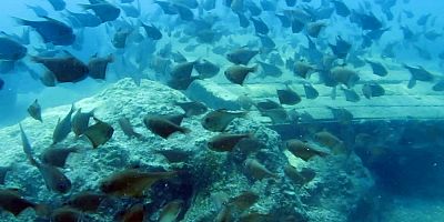 Yapay resiflerde 'istilacı tür' endişesi