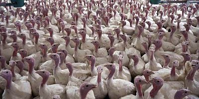 Yılbaşı hindi fiyatları arttı