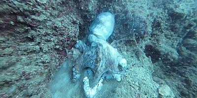 Yumurtalarını koruyan ahtapot yem oldu