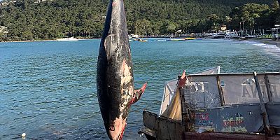 Yunus ölüsü sahile vurdu