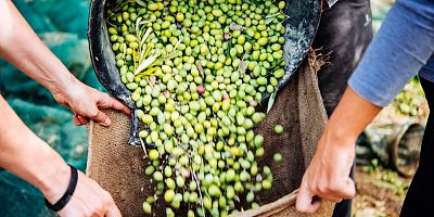 Zeytinde rekolte kaybı var