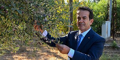 Zeytinyağı kalite yarışması için  son gün 15 Ocak