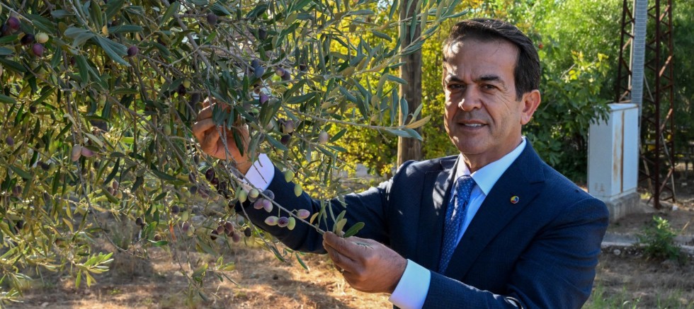 Zeytinyağı kalite yarışması için  son gün 15 Ocak